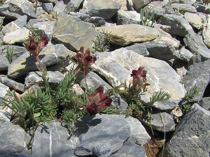 Linaria amoi