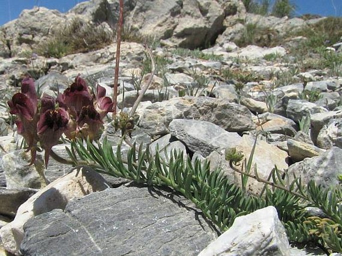 Linaria amoi