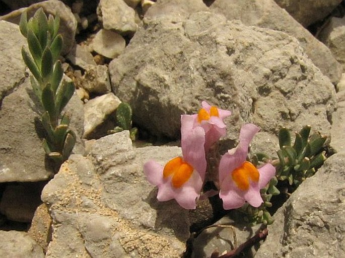 Linaria alpina subsp. filicaulis