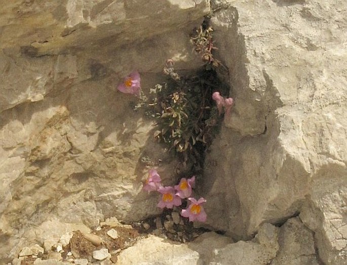 Linaria filicaulis