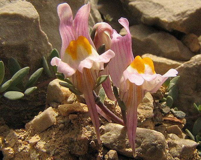 Linaria filicaulis