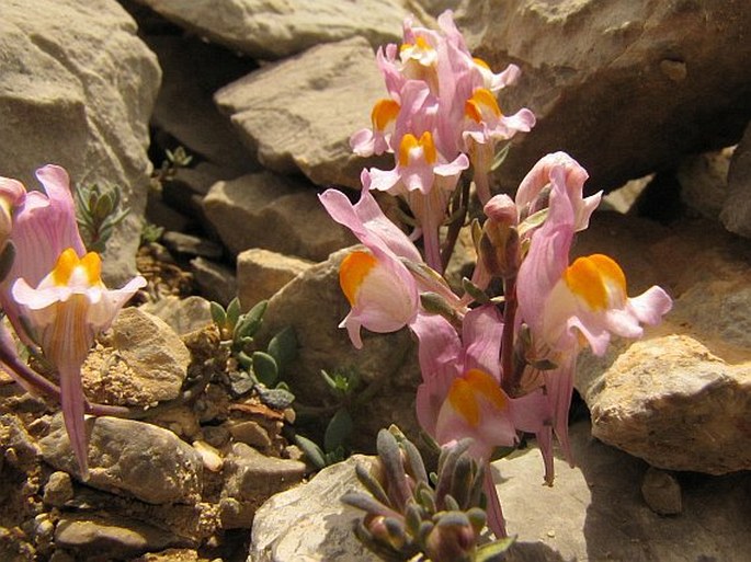 Linaria filicaulis