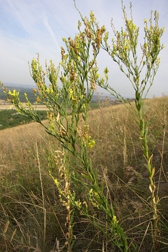 Linaria genistifolia