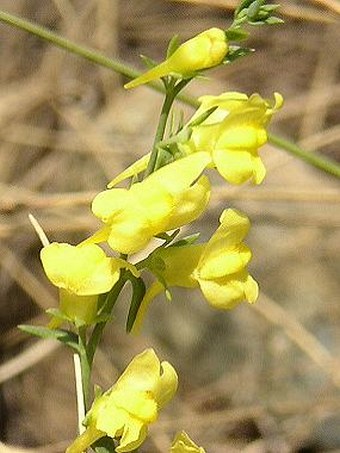 Linaria genistifolia