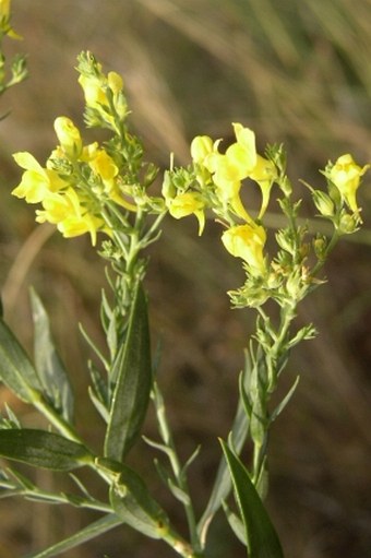 Linaria genistifolia