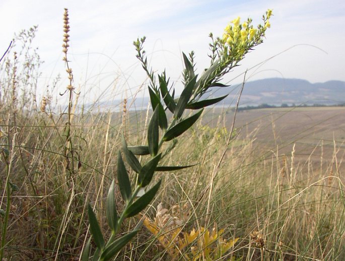 LINARIA GENISTIFOLIA (L.) Miller – lnice kručinkolistá / pyštek kručinkolistý