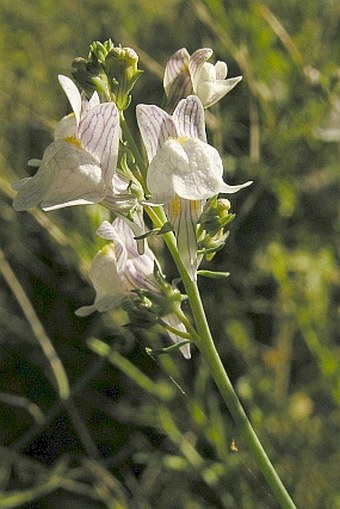 Linaria repens