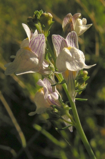 Linaria repens