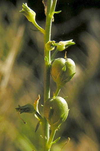 Linaria repens