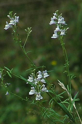 Linaria repens