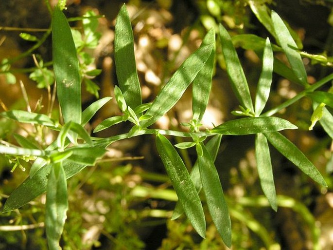 Linaria repens