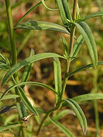 Linaria vulgaris