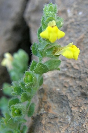 Lindenbergia sokotrana