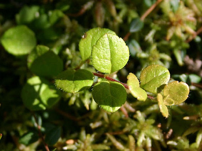 Linnaea borealis