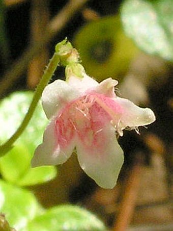 Linnaea borealis