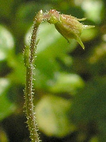 Linnaea borealis