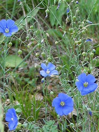 Linum austriacum