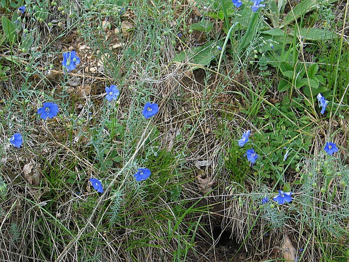 Linum austriacum