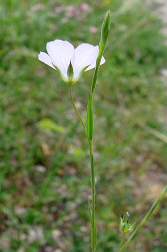 Linum bienne