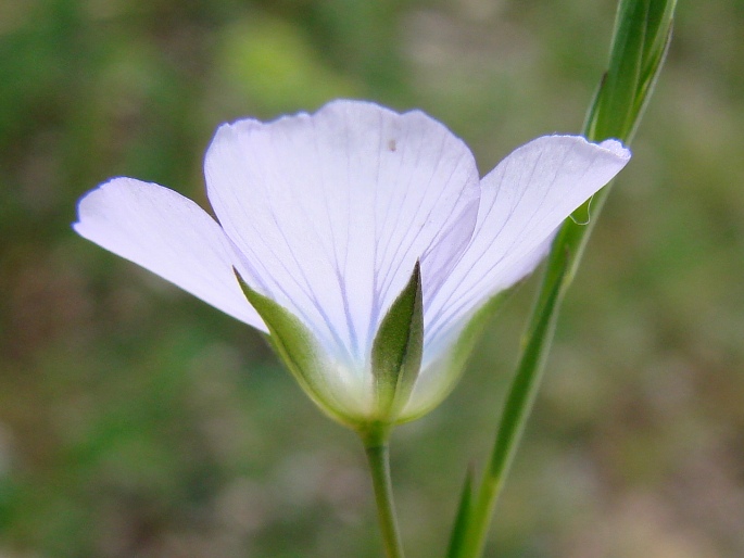 Linum bienne