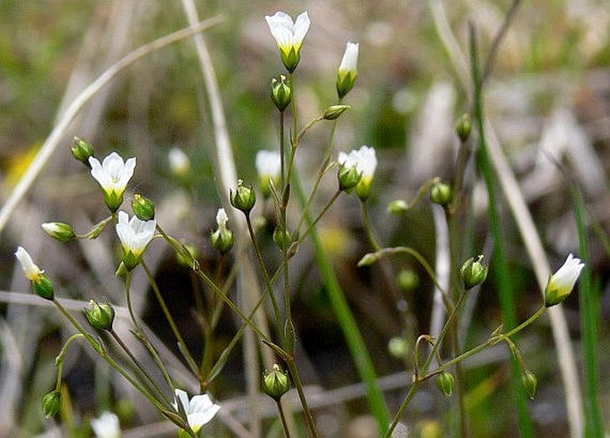 Linum catharticum