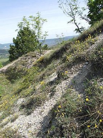 Linum dolomiticum