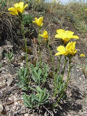 Linum dolomiticum