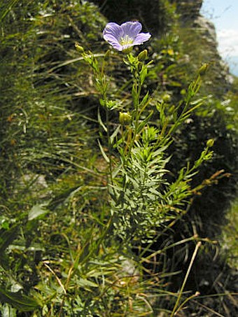 Linum perenne subsp. extraaxillare