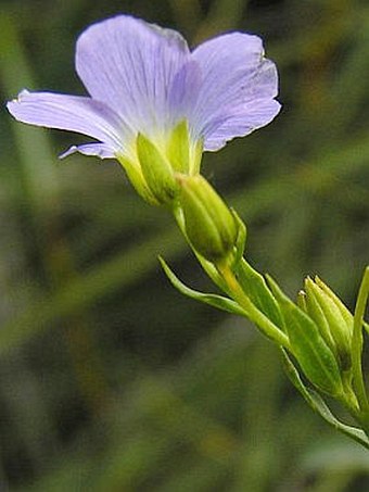 Linum perenne subsp. extraaxillare
