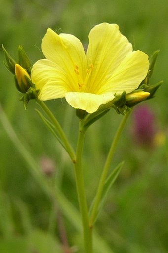 Linum flavum