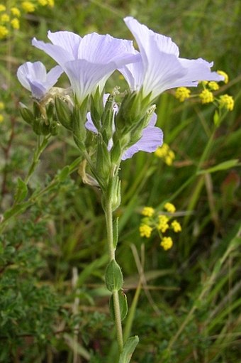 Linum hirsutum