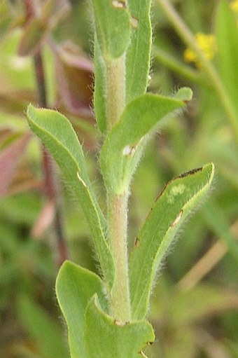 Linum hirsutum