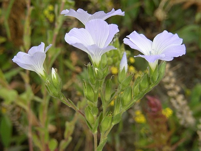 Linum hirsutum