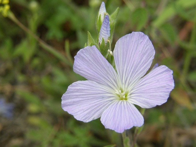 Linum hirsutum