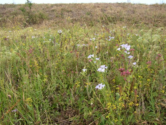 Linum hirsutum