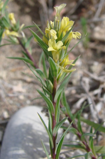 Linum strictum