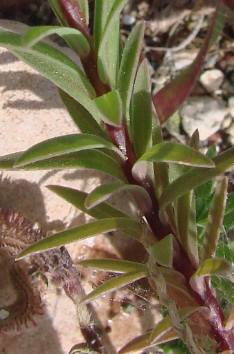 Linum strictum