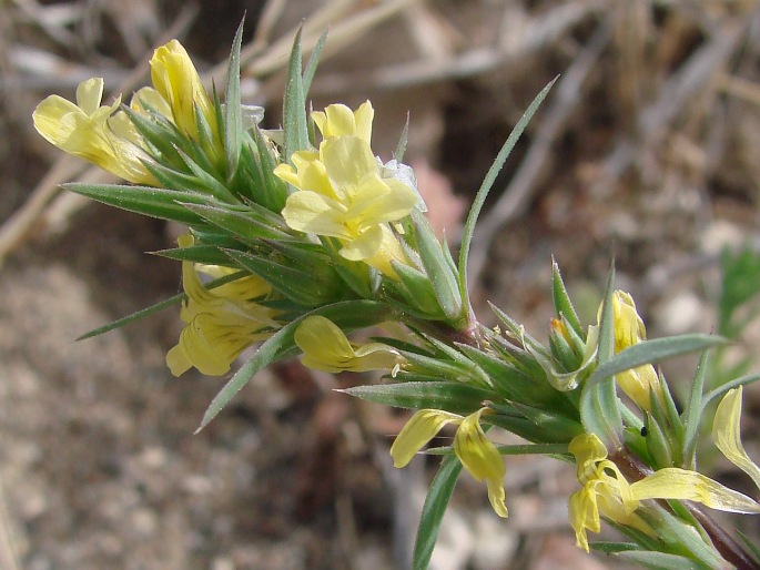 Linum strictum