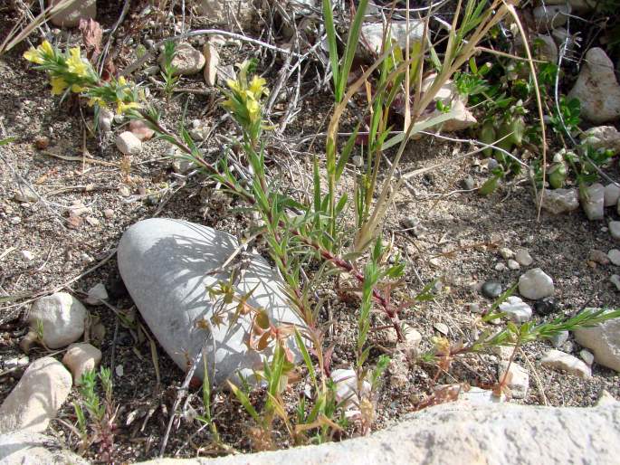 Linum strictum