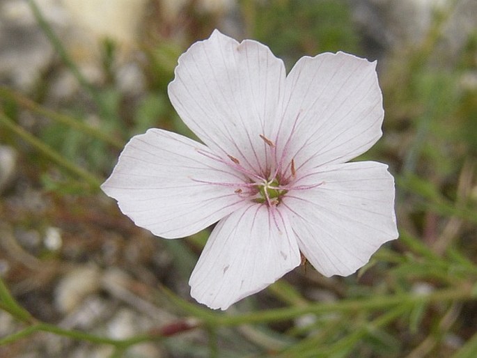 Linum tenuifolium