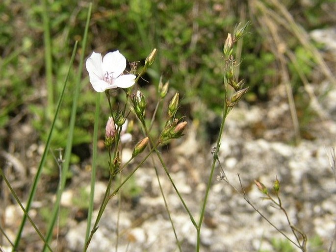 Linum tenuifolium