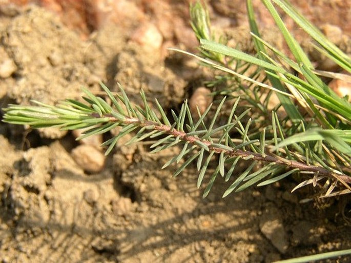 Linum tenuifolium