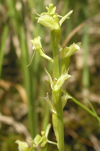 Liparis loeselii