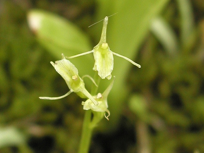 Liparis loeselii