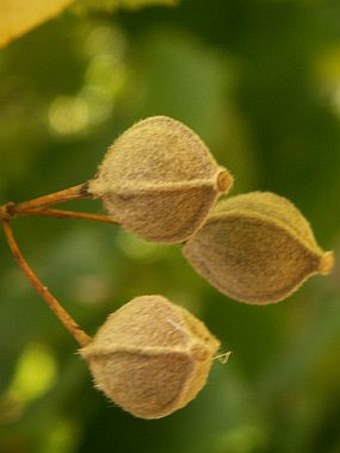 Tilia platyphyllos