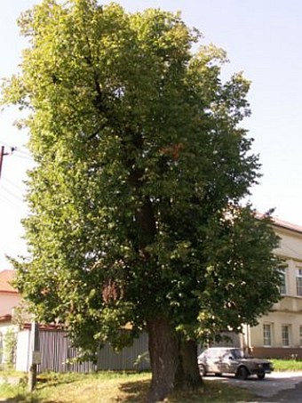 Tilia platyphyllos