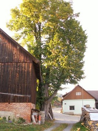 Tilia platyphyllos