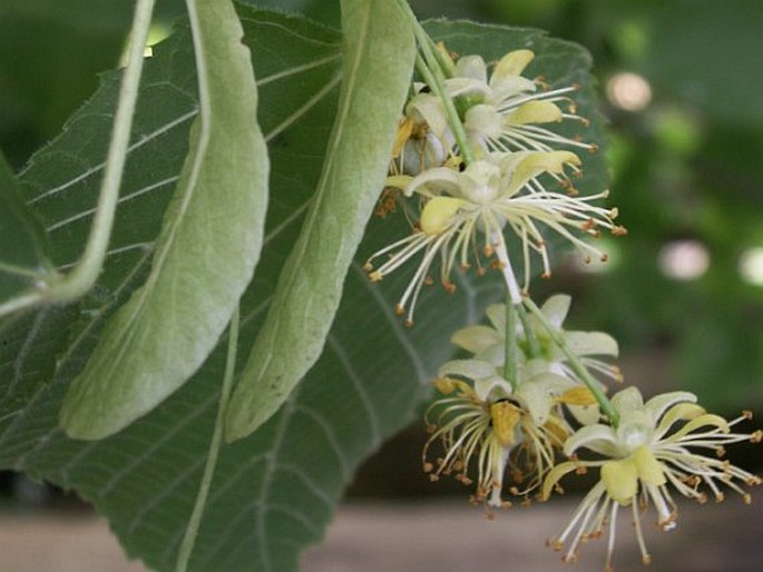 TILIA PLATYPHYLLOS Scop. – lípa velkolistá / lipa veľkolistá