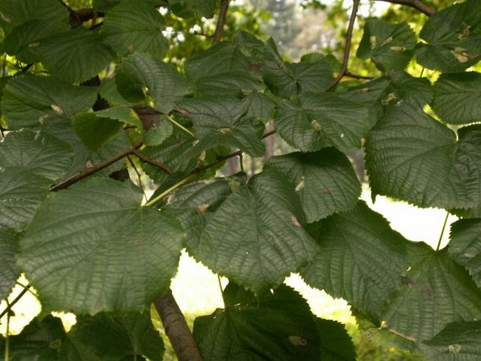 Tilia platyphyllos