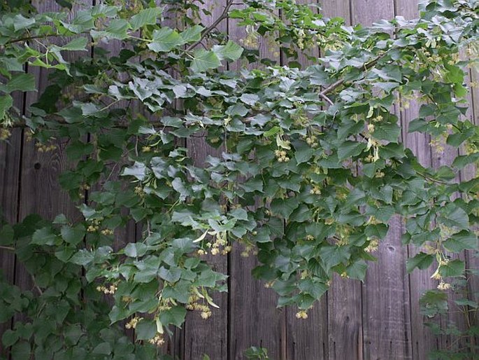 Tilia platyphyllos